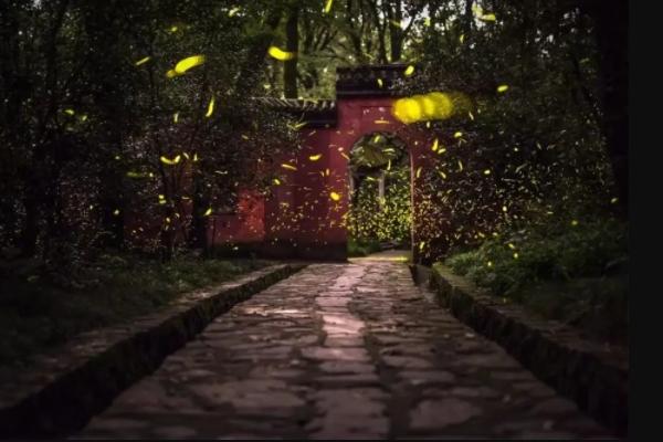 南京夏天看萤火虫的地方有哪些（灵谷寺攻略）