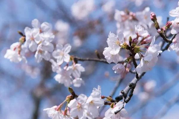 2023南宁去哪里看樱花 2023南宁去哪里看樱花