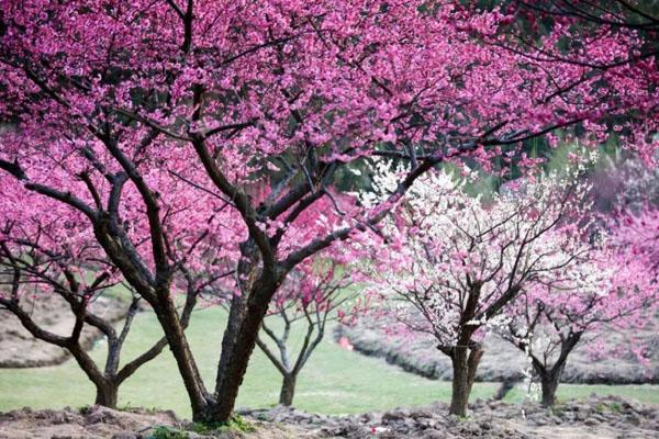2023苏州梅花节在什么地方 附活动时间 2023苏州梅花节在什么地方 附活动时间