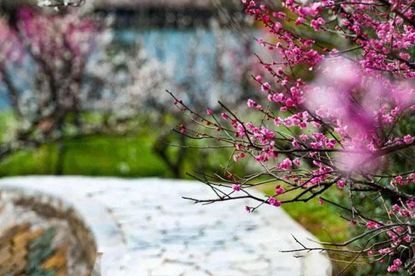 2023苏州梅花节在什么地方 附活动时间 2023苏州梅花节在什么地方 附活动时间