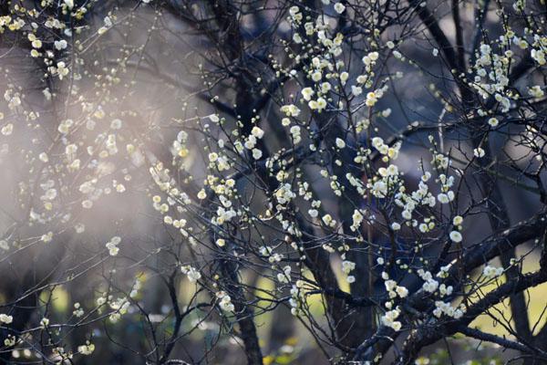 2023苏州梅花节在什么地方 附活动时间 2023苏州梅花节在什么地方 附活动时间