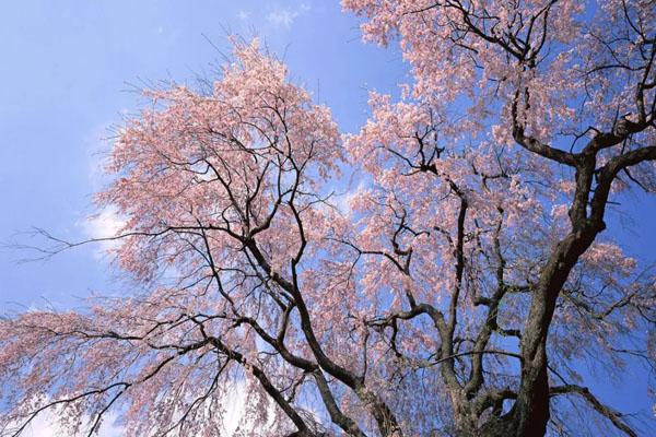 2023南宁去哪里看樱花 2023南宁去哪里看樱花