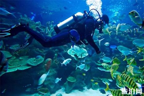 富国海底世界和太平洋海底世界哪个好玩（太平洋海底世界攻略）