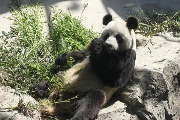 威海有熊猫吗在哪里 哪个动物园有熊猫 威海有熊猫吗在哪里 哪个动物园有熊猫