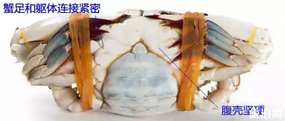 北海什么时候开海2023 北海什么时候去最好 北海海鲜怎么选 北海什么时候开海2023 北海什么时候去最好 北海海鲜怎么选
