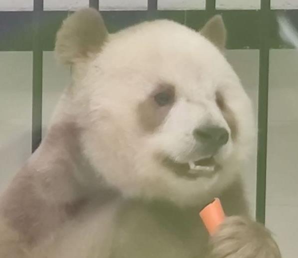 棕色大熊猫七仔在哪个动物园 棕色大熊猫七仔在哪个动物园