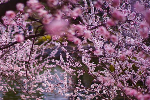 2023湖南省植物园春季花展时间 2023湖南省植物园春季花展时间