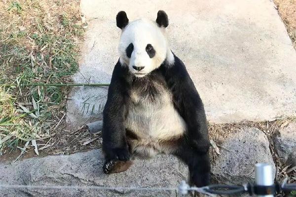 威海有熊猫吗在哪里 哪个动物园有熊猫 威海有熊猫吗在哪里 哪个动物园有熊猫