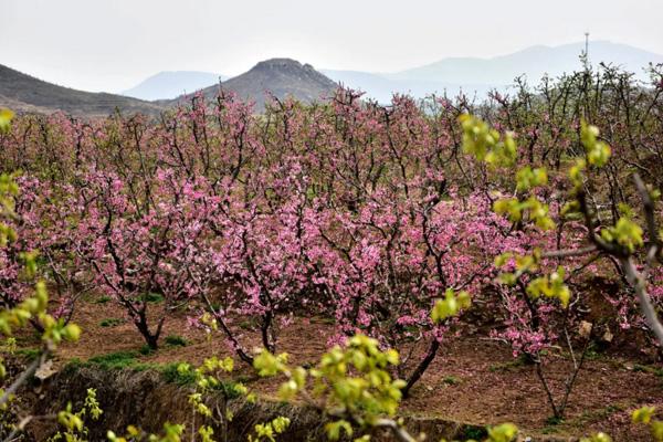 2023保定周边桃花观赏地去哪里好 2023保定周边桃花观赏地去哪里好