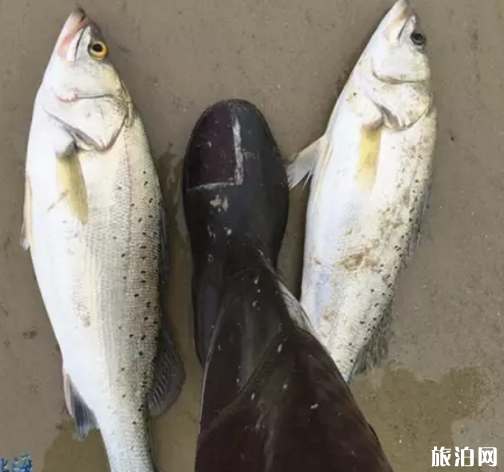 北海什么时候开海2023 北海什么时候去最好 北海海鲜怎么选 北海什么时候开海2023 北海什么时候去最好 北海海鲜怎么选