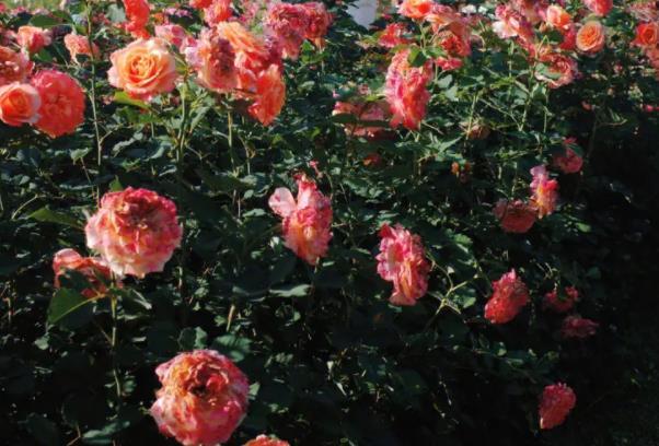 2023湖南省植物园春季花展时间 2023湖南省植物园春季花展时间