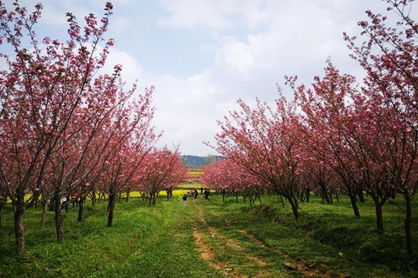 贵阳春季赏花旅游景点2023（贵安新区攻略）