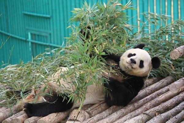 威海有熊猫吗在哪里 哪个动物园有熊猫 威海有熊猫吗在哪里 哪个动物园有熊猫