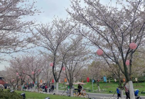 2023义乌植物园樱花什么时候开 2023义乌植物园樱花什么时候开