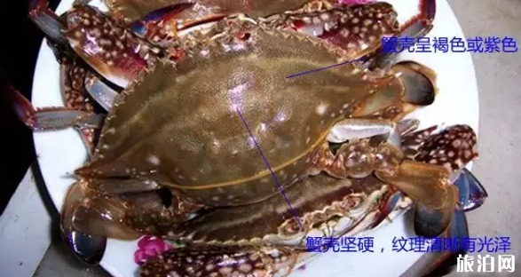 北海什么时候开海2023 北海什么时候去最好 北海海鲜怎么选 北海什么时候开海2023 北海什么时候去最好 北海海鲜怎么选