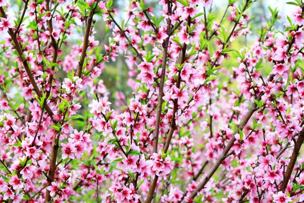 2023保定周边桃花观赏地去哪里好 2023保定周边桃花观赏地去哪里好