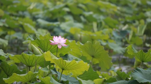 西湖必去的十大景点排名榜单(17个收费景点全部免费开放)