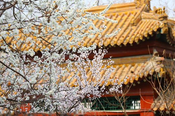 2023天津运河桃花节在哪里举行 附活动时间 2023天津运河桃花节在哪里举行 附活动时间