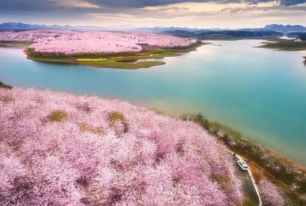 2023贵安樱花园几月旅游最佳 2023贵安樱花园几月旅游最佳