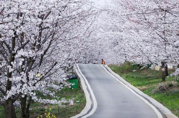 2023贵安樱花园几月旅游最佳 2023贵安樱花园几月旅游最佳