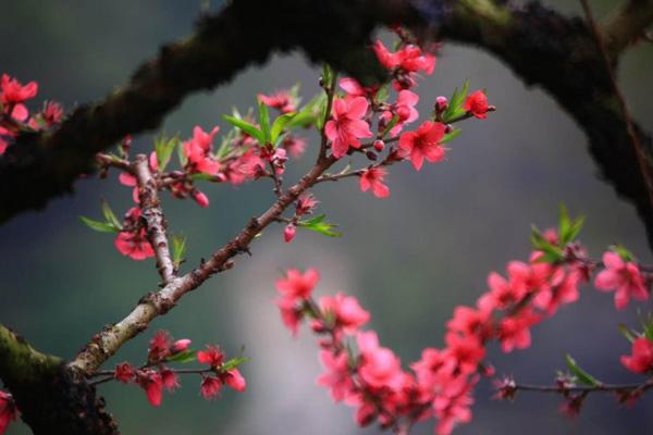 芜湖春天去哪玩 芜湖春季旅游景点推荐 芜湖春天去哪玩 芜湖春季旅游景点推荐