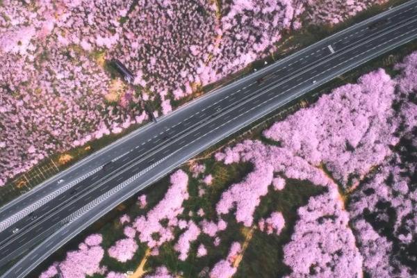 2023贵安樱花园几月旅游最佳 2023贵安樱花园几月旅游最佳