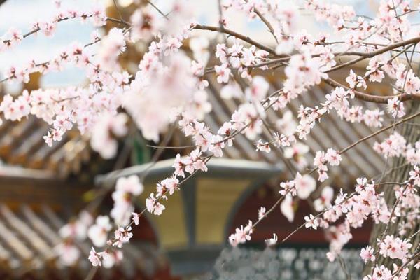 2023天津运河桃花节在哪里举行 附活动时间（桃花节时间攻略）