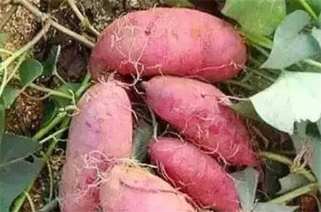 元宵节会吃哪些传统食物