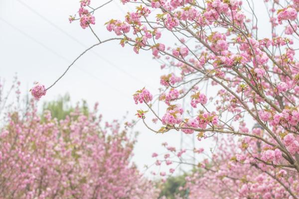 2024成都周边清明节去哪里玩比较好（青白江凤凰湖樱花节攻略）