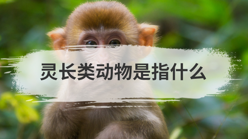 美国的国宝是什么动物