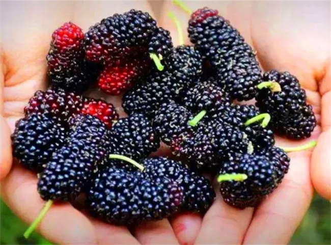 柠檬怎样泡水最科学？