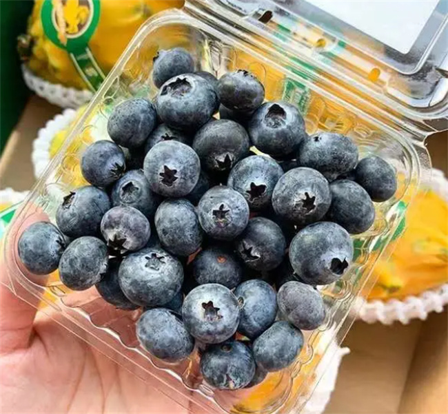 酵素和酵母的区别？