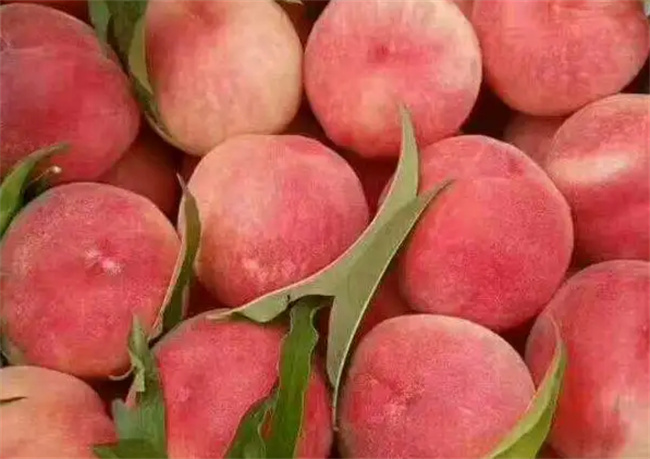 有什么食物最适合做蒸菜