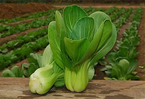 韭菜和菠菜为什么不能一起吃