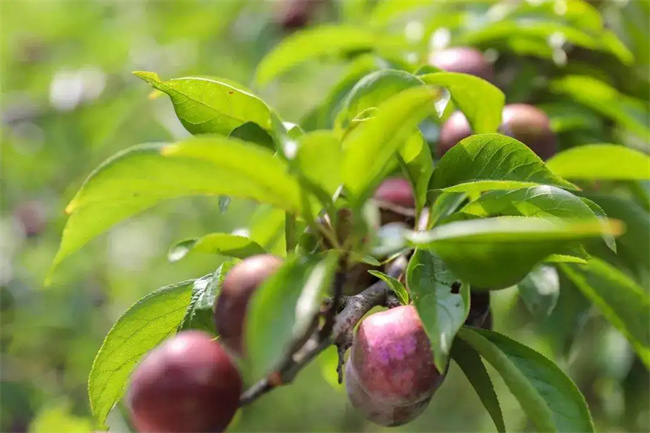 中宁有哪些特色小吃