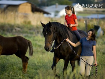 真品谷精草 真品谷精草