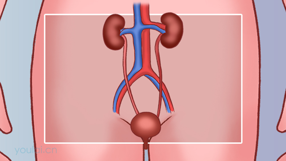 尿道的位置、结构及功能