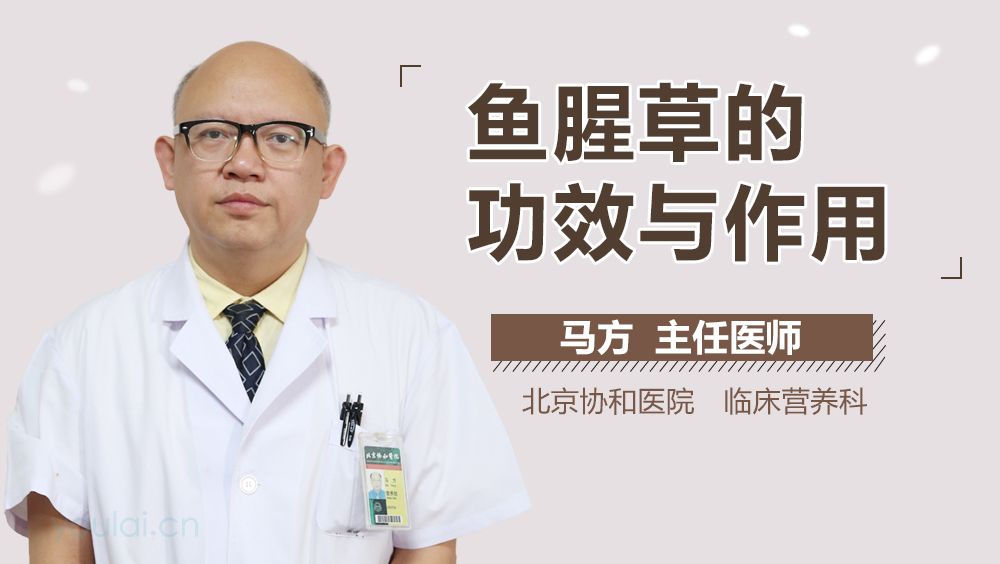 鱼腥草的功效与作用