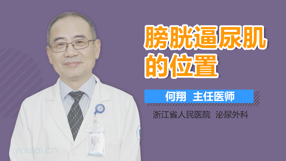 膀胱逼尿肌的位置