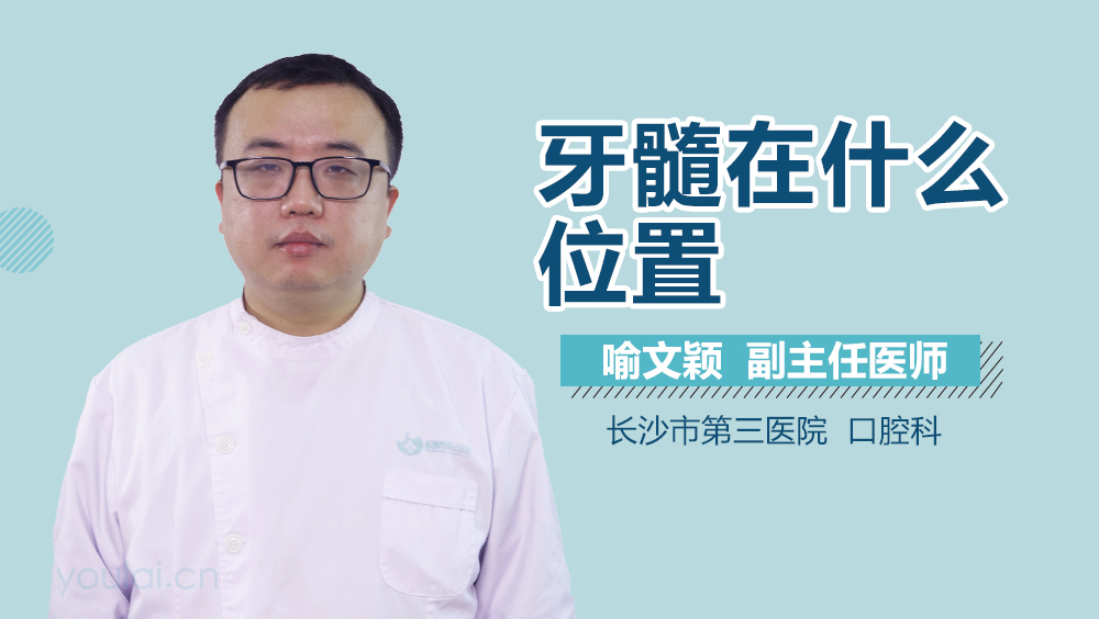 牙髓在什么位置