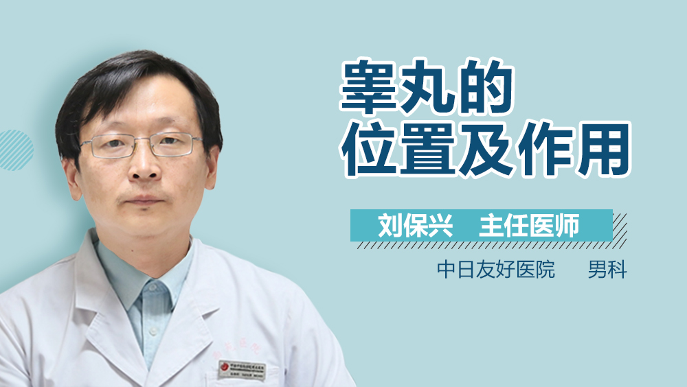 睾丸的位置及作用