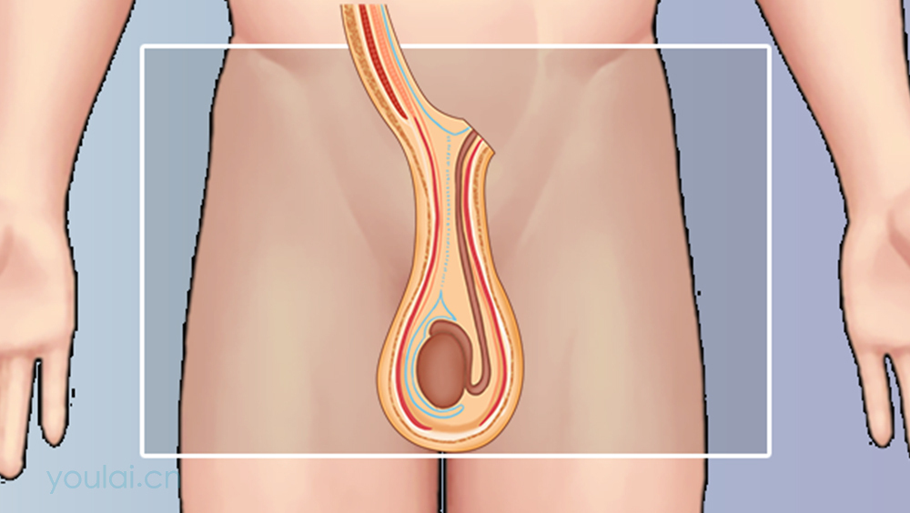 阴囊的位置、结构及功能