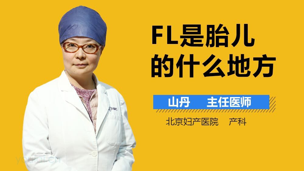 FL是胎儿的什么地方