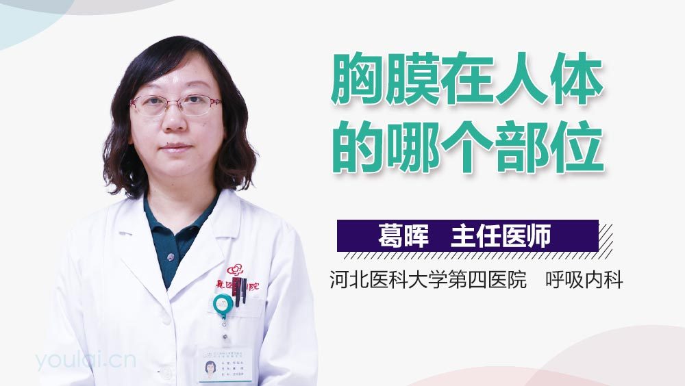 胸膜在人体的哪个部位