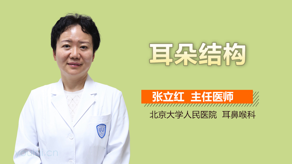 耳朵结构