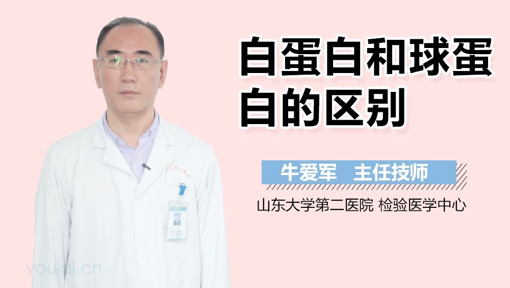 白蛋白和球蛋白的区别