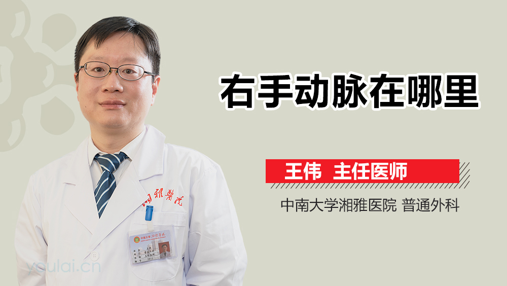 右手动脉在哪里