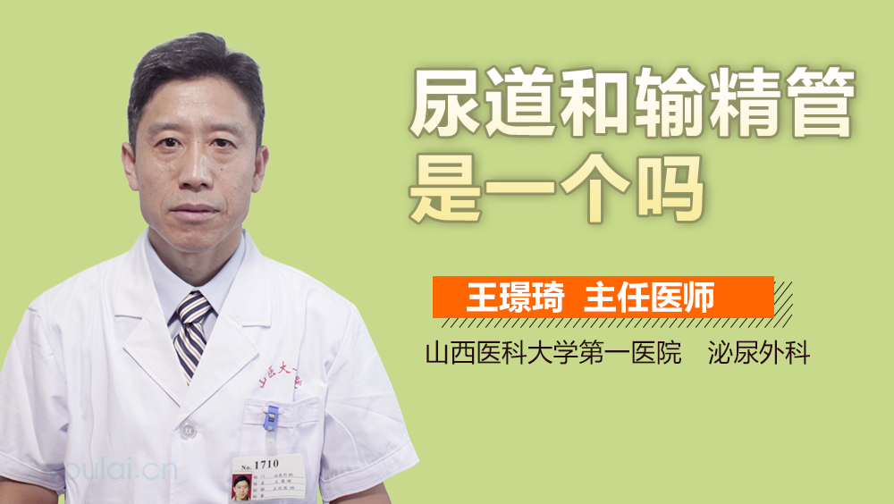 尿道和输精管是一个吗