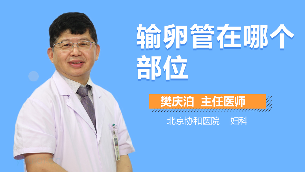 输卵管在哪个部位