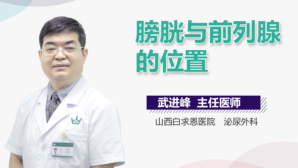 膀胱与前列腺的位置